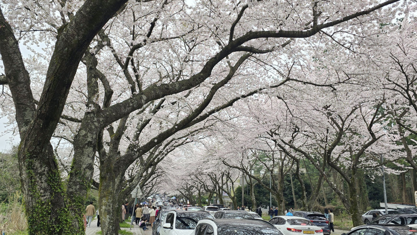Hoa anh đào nở rộ tại Jeju, Hàn Quốc, ngày 31/3/2024. (Ảnh: Yonhap/TTXVN)
