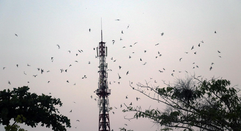 Đàn chim yến tập trung về nhà nuôi trên địa bàn huyện Giồng Riềng (Kiên Giang). (Ảnh: Lê Huy Hải/TTXVN)