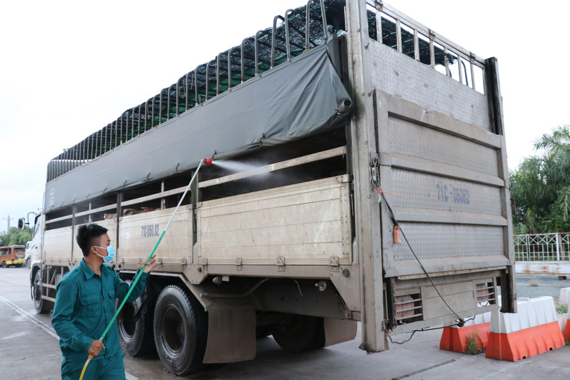 Phun khử trùng xe chở lợn. (Ảnh: Đức Hạnh/TTXVN)