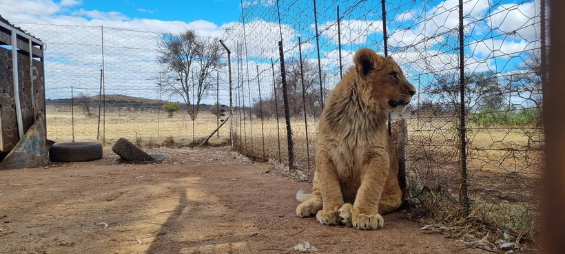 Một chú sư tử con được nuôi nhốt cho mục đích thương mại trong trang trại tư nhân ở tỉnh North West, Nam Phi. (Ảnh: Hồng Minh/TTXVN)