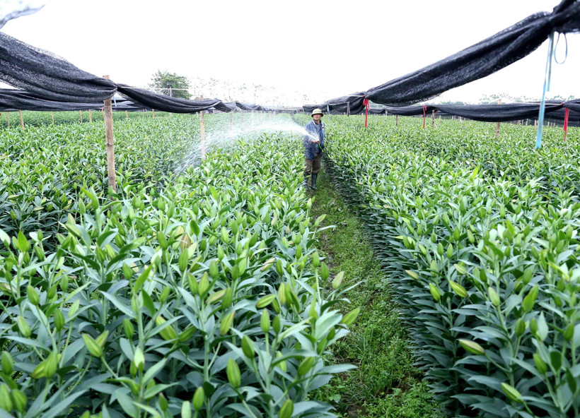 Quy hoạch sản xuất nông nghiệp theo tiêu chí nông thôn mới tại huyện Phúc Thọ, Hà Nội. (Ảnh minh họa: TTXVN)