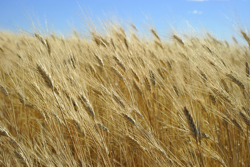 Một cánh đồng lúa mì ở Tioga, bang Bắc Dakota, Mỹ. (Ảnh: AFP/TXTVN)