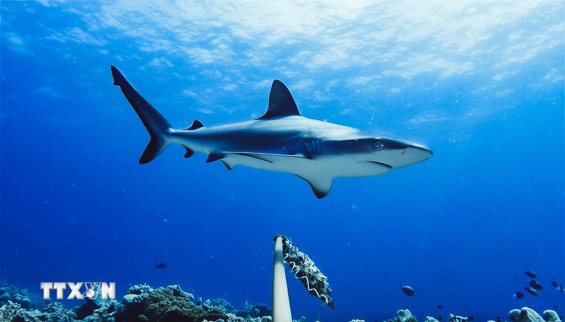 Ảnh minh họa. (Nguồn: TTXVN)