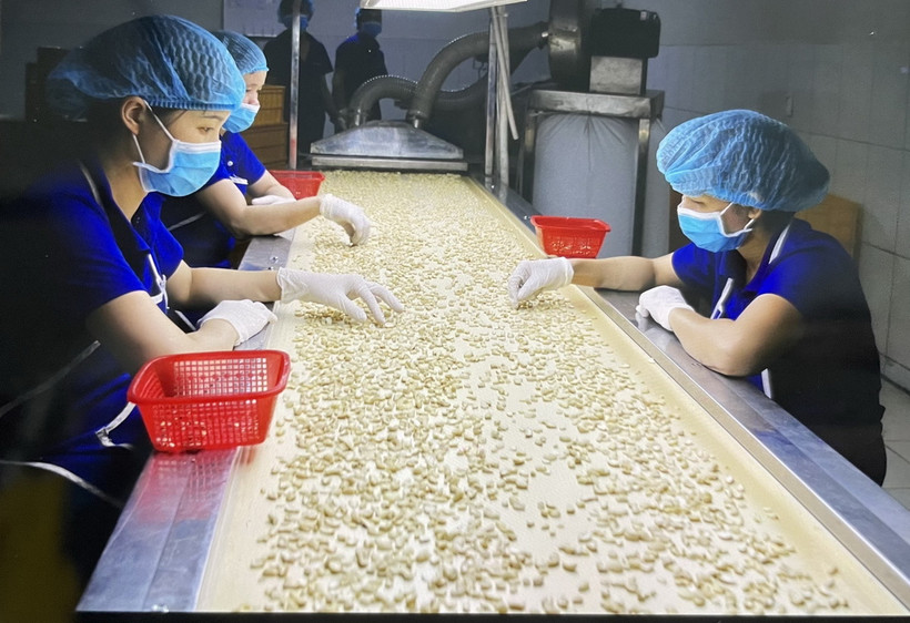 Công nhân lựa hạt điều chất lượng phục vụ cho xuất khẩu. (Ảnh: Hồng Nhung/TTXVN)