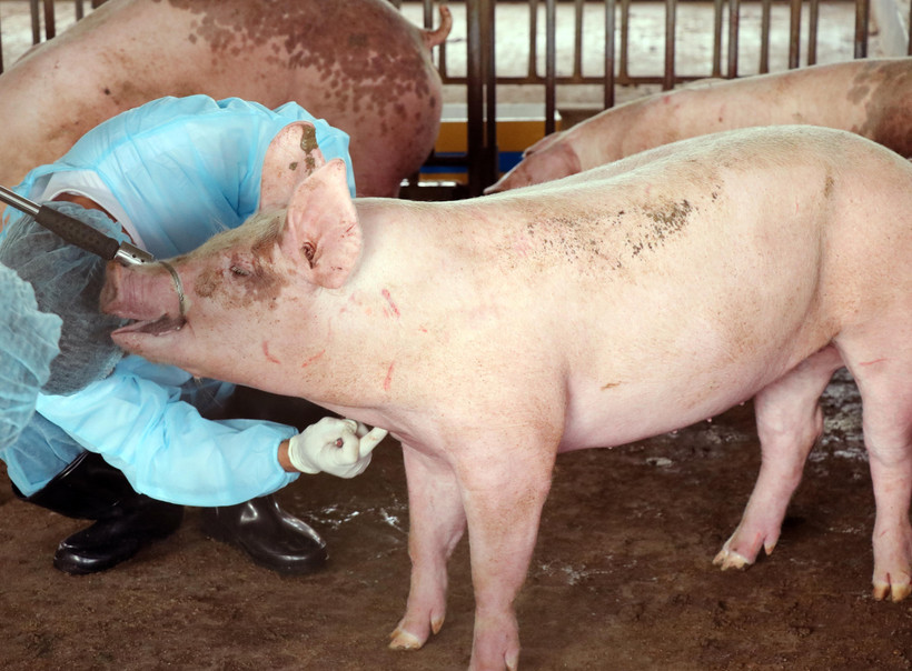 Lực lượng thú y lấy mẫu huyết thanh lợn đi xét nghiệm. (Ảnh: Công Thử/TTXVN)