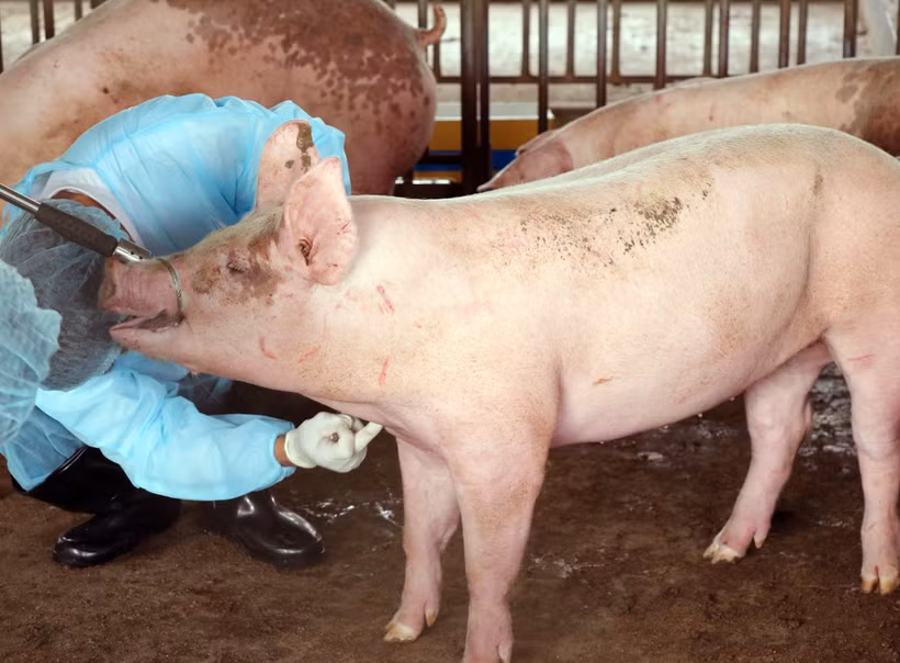 Lực lượng thú y lấy mẫu huyết thanh lợn đi xét nghiệm. (Ảnh: Công Thử/TTXVN)