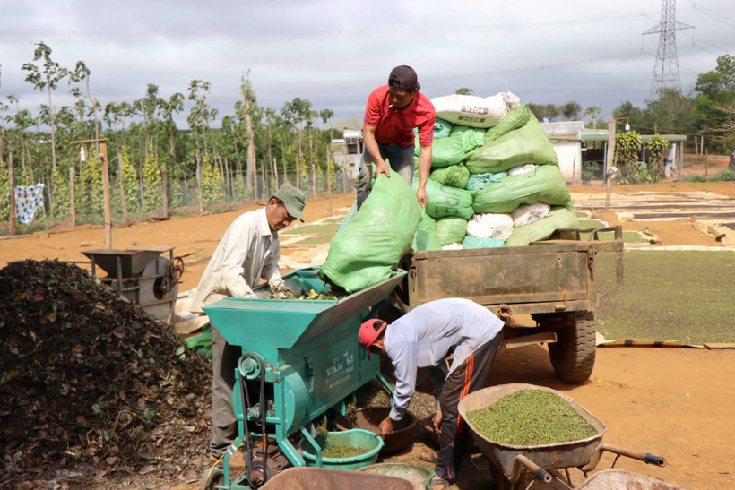 Nông dân xay xát tiêu tươi chuẩn bị phơi khô. (Ảnh minh họa: Hưng Thịnh/TTXVN)