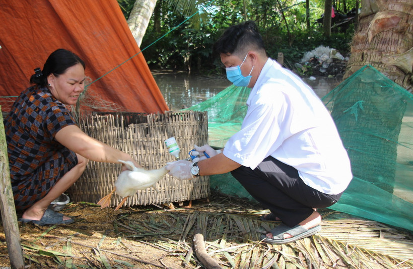 Cán bộ thú y huyện Long Mỹ, tỉnh Hậu Giang tiêm phòng cho gia cầm tại địa bàn. (Ảnh: Hồng Thái/TTXVN)