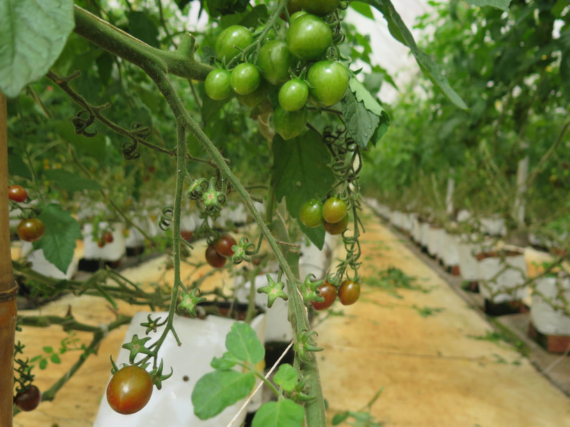 Ảnh minh họa. (Nguồn: TTXVN)