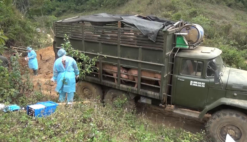  Đồn Biên phòng Chiềng On (Bộ đội Biên phòng tỉnh Sơn La) phối hợp với lực lượng chức năng huyện Yên Châu, tỉnh Sơn La tiến hành tiêu hủy toàn bộ số lợn vận chuyển trái phép từ Lào vào Việt Nam. (Ảnh: TTXVN)