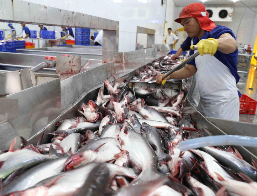 Vận chuyển cá tra nguyên liệu vào nhà máy để chế biến xuất khẩu. (Ảnh: Vũ Sinh/TTXVN)