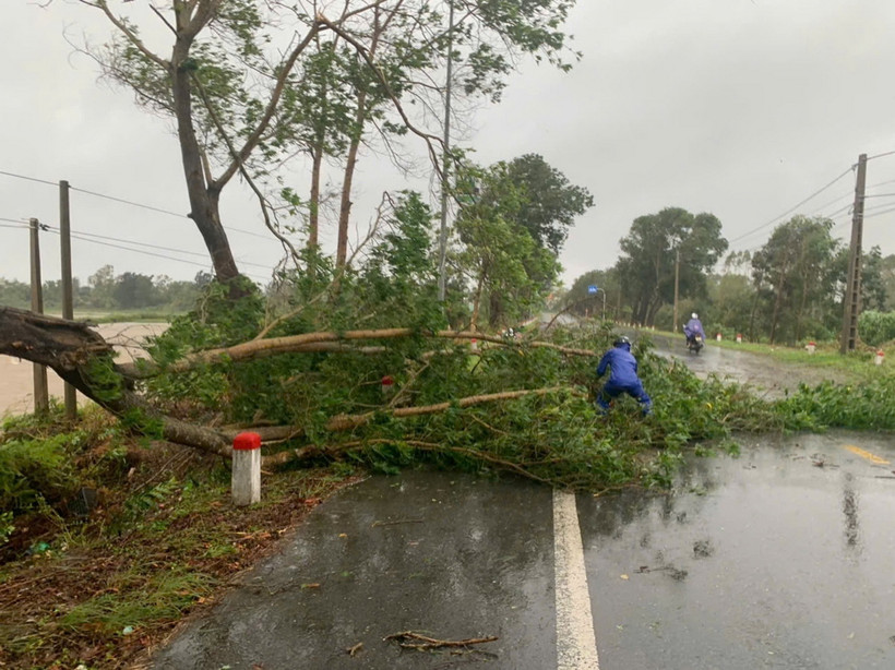 Hàng loạt cây xanh tại thành phố Móng Cái bị ngã đổ do bão số 3. (Ảnh: Thanh Vân/TTXVN)