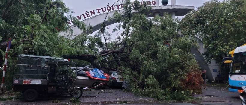 Cây gãy đổ đè bẹp nhiều ôtô tại bãi đỗ xe trước Công viên Tuổi trẻ. (Ảnh: Phương Anh/TTXVN)