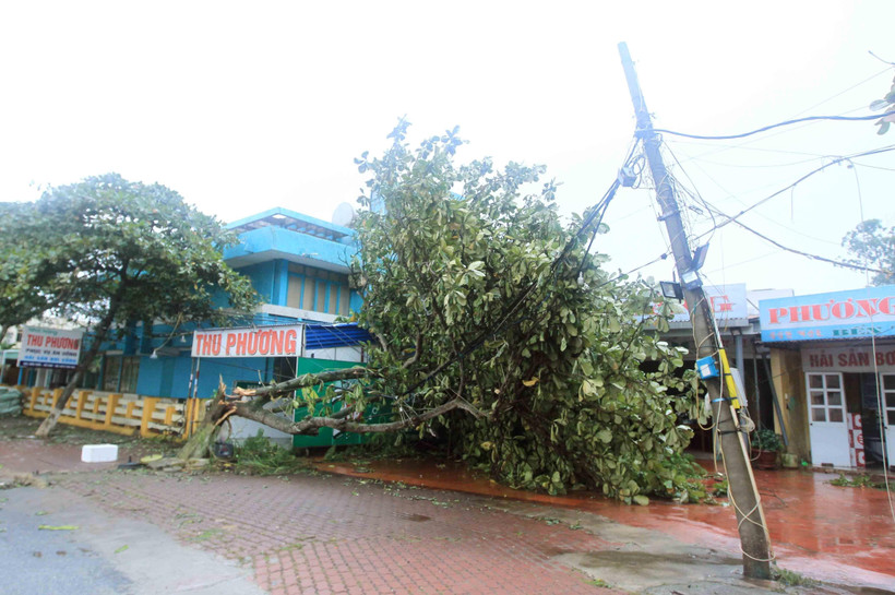 Cây đổ làm mất điện tại khu I Đồ Sơn. (Ảnh: An Đăng/TTXVN)