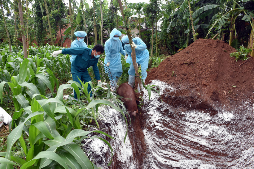 Cơ quan chức năng tiến hành tiêu hủy đàn lợn 55 con mắc dịch tả Châu Phi của gia đình ông Trần Đức Định, xã Phước Hòa, thị xã Phú Mỹ vào ngày 3/7. (Ảnh: Hoàng Nhị/TTXVN)