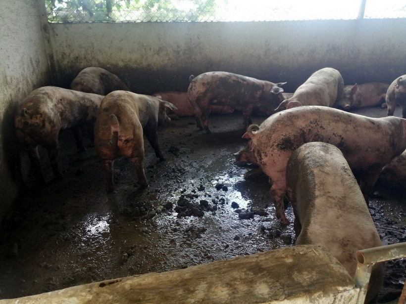 Trang trại nuôi heo tự phát của 1 hộ dân ở Lâm Đồng trong tình trạng ô nhiễm. (Ảnh: Chu Quốc Hùng/TTXVN)