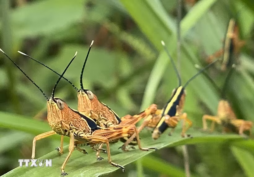 Châu chấu tre lưng vàng ở Cao Bằn. (Ảnh: TTXVN phát)