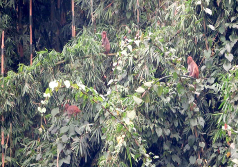 Khỉ vàng (Macaca mulatta) tại Vườn quốc gia Bến En, Thanh Hóa. (Ảnh: Nguyễn Nam/TTXVN)