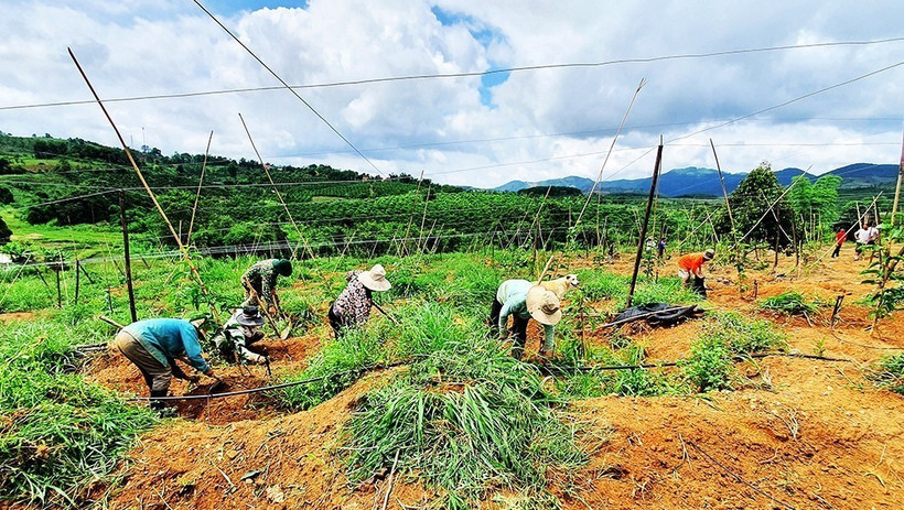 Các hộ dân tộc thiểu số tại xã Hơ Moong (Sa Thầy, Kon Tum) chuyển đổi từ cây kém hiệu quả sang trồng chanh dây mang lại thu nhập cao. (Ảnh: Khoa Chương/TTXVN)