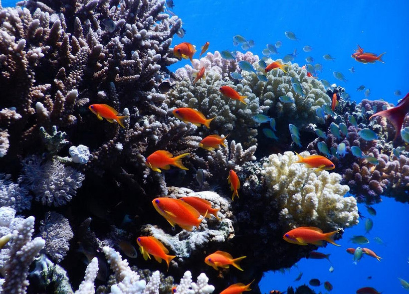 Israel và một số nước Arab tham gia dự án bảo vệ san hô tại Biển Đỏ