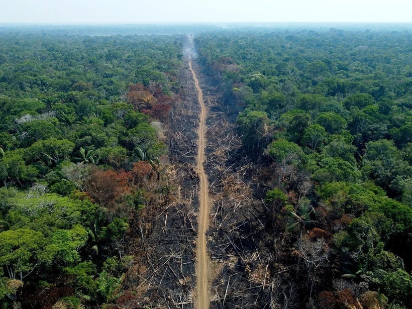 Khoảng rừng Amazon bị đốt phá tại Amazonas, Brazil. (Ảnh: Getty Images/TTXVN)