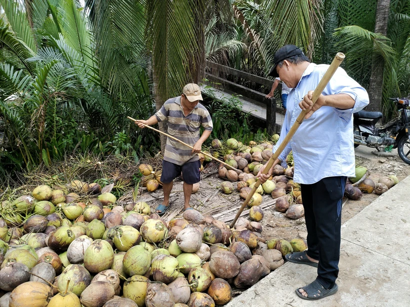Nông dân Bến Tre thu hoạch dừa khô nguyên liệu. (Ảnh: Công Trí/TTXVN) 