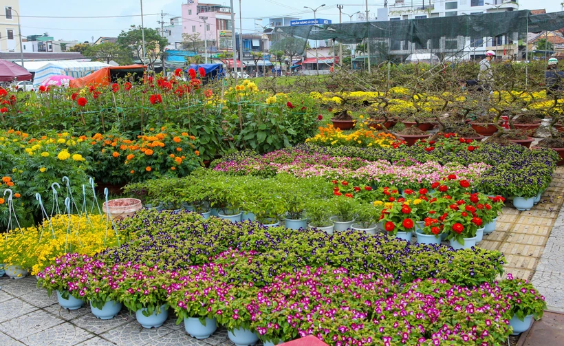 Hoa cây cảnh bày bán nhiều nhưng thưa vắng khách mua. (Ảnh: Trần Lê Lâm/TTXVN)