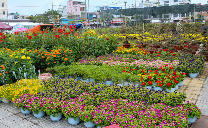 Hoa cây cảnh bày bán nhiều nhưng thưa vắng khách mua. (Ảnh: Trần Lê Lâm/TTXVN)