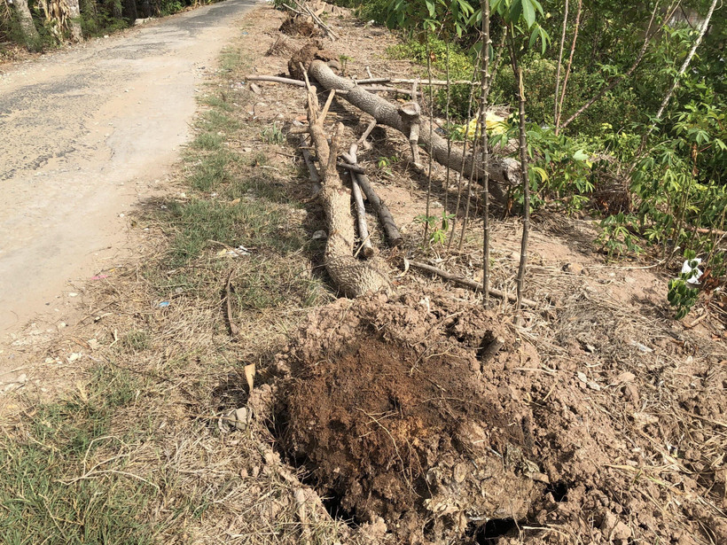Nhiều cây xanh mới trồng đổ trơ gốc. (Ảnh: Huỳnh Sử/TTXVN)