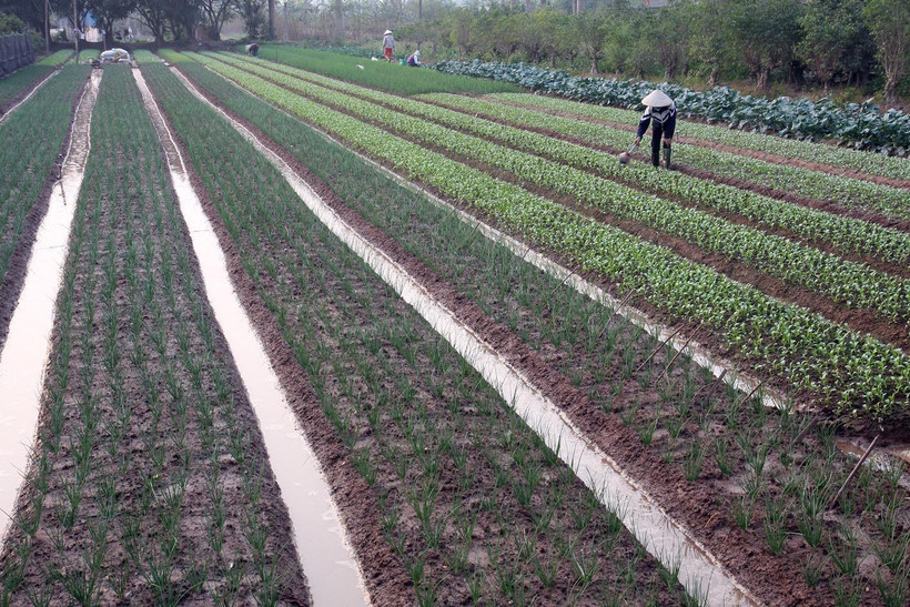 (Ảnh minh họa: TTXVN)