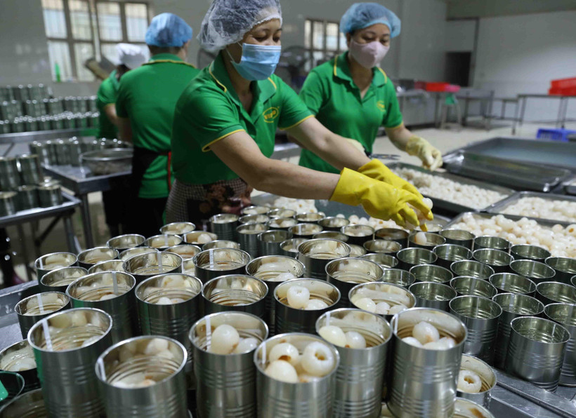 Chế biến vải thiều tươi đóng hộp xuất khẩu sang thị trường Đức. (Ảnh: Vũ Sinh/TTXVN)