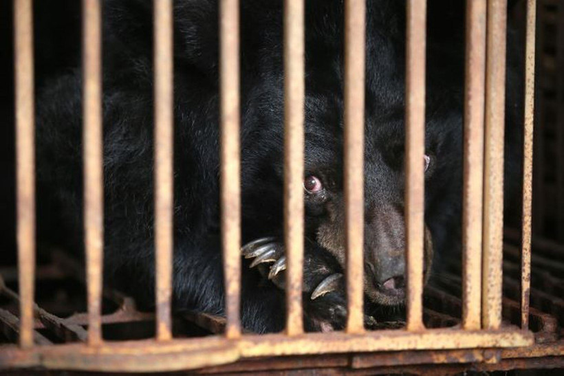 Một trong bảy cá thể gấu bị nuôi nhốt vừa được cứu hộ. (Ảnh: Tổ chức ĐVCA cung cấp)