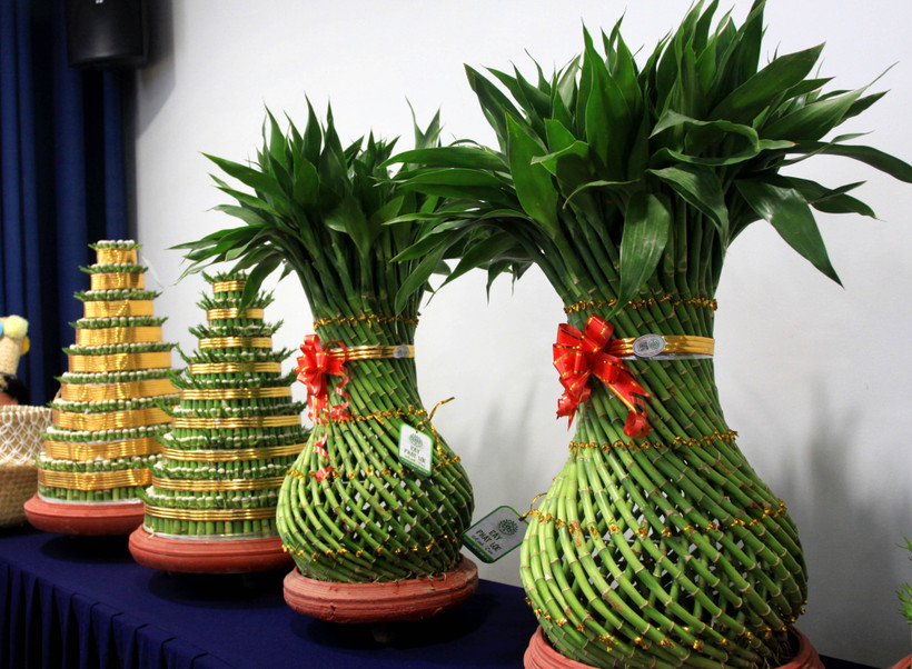 Cây phát lộc Minh Tân của Hợp tác xã Dịch vụ nông nghiệp xã Minh Tân (Đông Hưng, Thái Bình) là sản phẩm OCOP đạt hạng 4 sao. (Ảnh: Thế Duyệt/TTXVN)