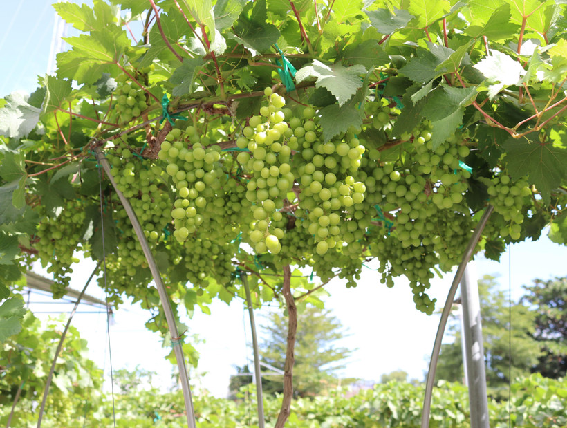 Nho cảnh nhìn bên ngoài bắt mắt, khách đến nhà ngày tết sẽ rất ấn tượng vì cây nho nhỏ xíu mà trĩu nặng quả. (Ảnh: Nguyễn Thành/TTXVN)