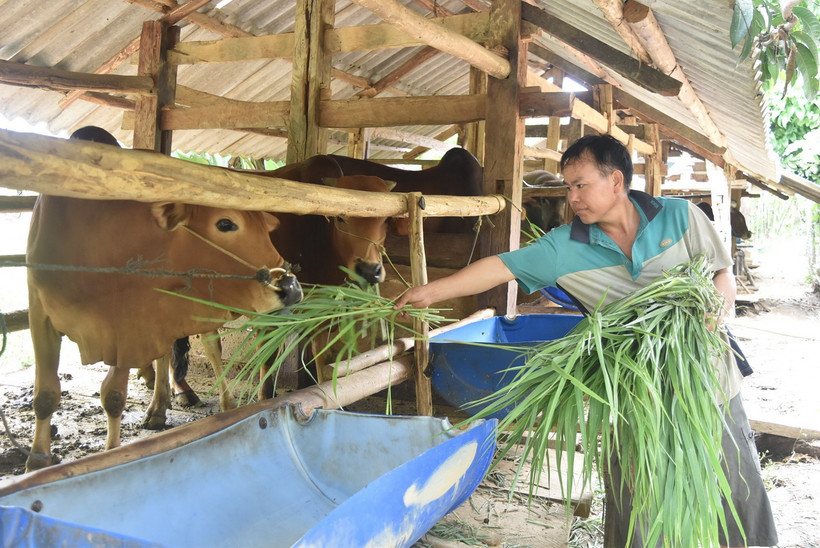 Nguồn vốn tín dụng chính sách giúp người nghèo, dân tộc thiểu số phát triển sản xuất. (Ảnh: Nguyên Dung/ TTXVN)