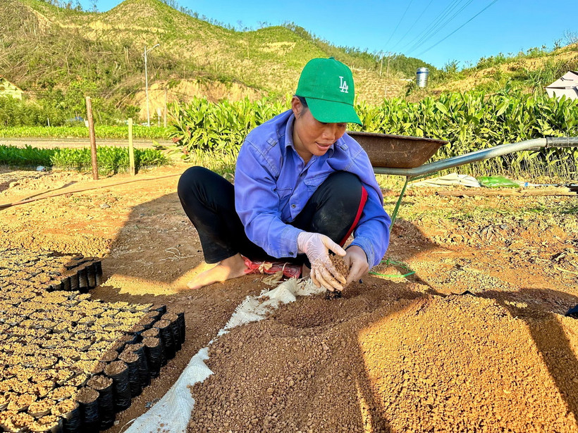 Các vườn ươm tập trung phải thuê thêm nhân công, tăng thời gian làm việc để khẩn trương ươm số lượng lớn cây keo giống đảm bảo cho mùa trồng rừng tới. (Ảnh: Thanh Vân/TTXVN)