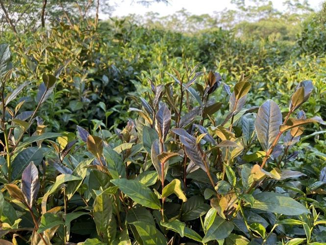 Chè búp tím Thanh Ba có nhiều dược tính có lợi cho sức khỏe. (Ảnh: TTXVN phát)