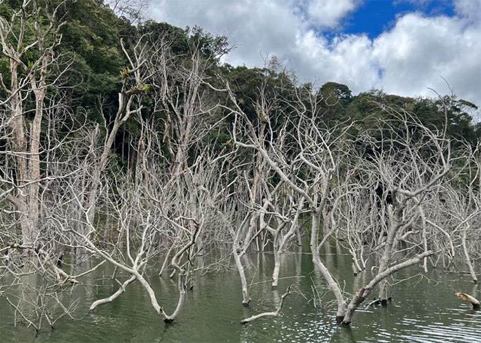 Hơn 25ha rừng ở Thủy điện Thượng Kon Tum bị chết úng. (Nguồn: Báo Công an Nhân dân)