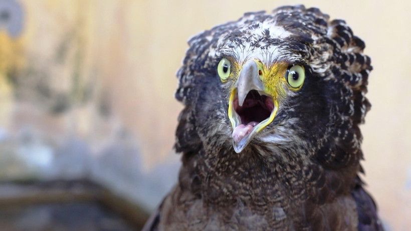 Cá thể diều hoa Miến Điện quý hiếm được nuôi dưỡng tại khu chăm sóc, nuôi nhốt động vật tạm thời của Chi cục Kiểm lâm tỉnh Tây Ninh. (Ảnh: Thanh Tân/TTXVN)