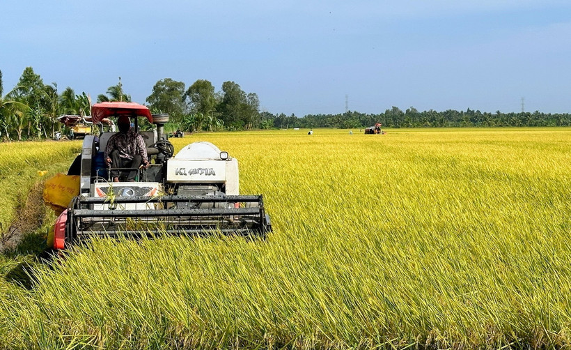 Nông dân Bạc Liêu thu hoạch lúa Đông Xuân. (Ảnh minh họa: TTXVN phát)