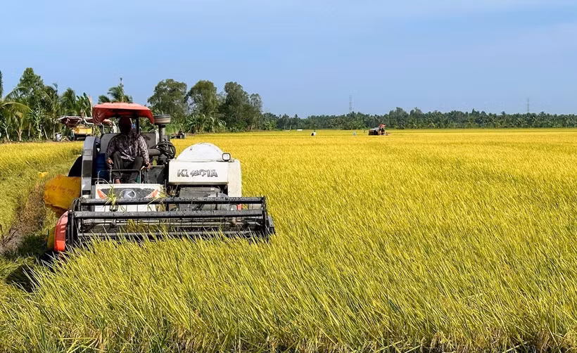 Nông dân Bạc Liêu thu hoạch lúa Đông Xuân. (Ảnh minh họa: TTXVN phát)