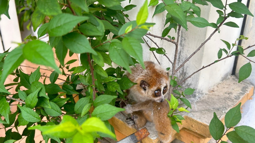 Loài Culi nhỏ cực kỳ quý hiếm được phát hiện tại Bắc Kạn. (Ảnh: TTXVN phát)