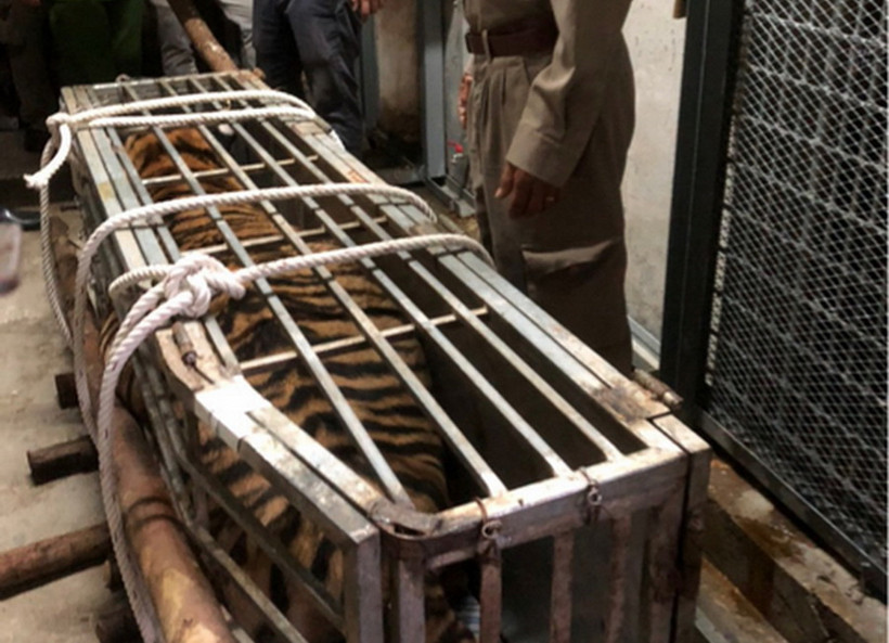 Cá thể hổ nặng 200kg. (Ảnh: Thanh Thủy/TTXVN)