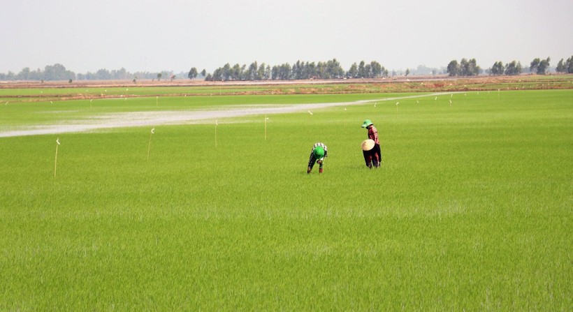 Chăm sóc lua tại huyện Hòn Đất, Kiên Giang. (Ảnh: Lê Huy Hải/TTXVN)