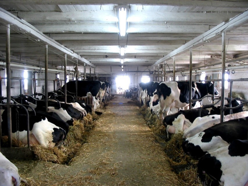 Trang trại nuôi bò sữa ở Canada. (Ảnh: Dairy farmers of Canada/TTXVN)