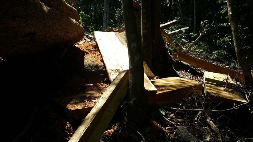 Hiện trường một vụ chặt phá rừng tại Gia Lai. (Ảnh: Hồng Điệp/TTXVN)