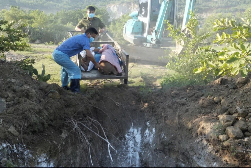 Tiêu hủy số lợn bị dịch tả lợn châu Phi tại thôn Nha Hố 1 (xã Nhơn Sơn, huyện Ninh Sơn). (Ảnh: TTXVN phát)