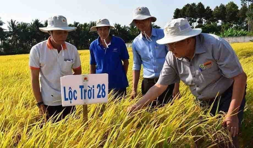 Giống lúa Lộc Trời 28 được trồng khảo nghiệm tại cánh đồng của Công ty Cổ phần Giống cây trồng Lộc Trời (Tập đoàn Lộc Trời). (Ảnh: TTXVN phát)