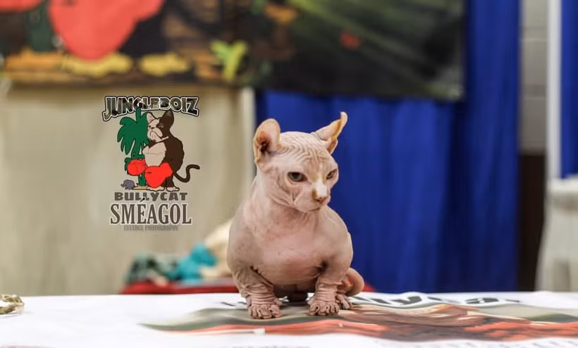Một chú mèo không lông Bully Cat. (Nguồn: Facebook BULLYCATS)