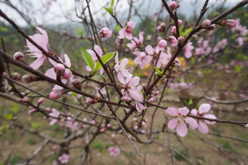 Ảnh minh họa. (Ảnh: Khiếu Tư/TTXVN)